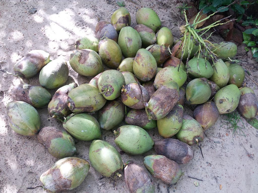مبيت وإفطار ماراري دريمز Alappuzha المظهر الخارجي الصورة